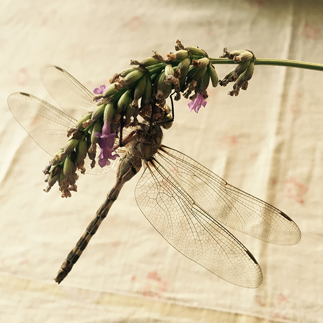 DRAGONFLY 1